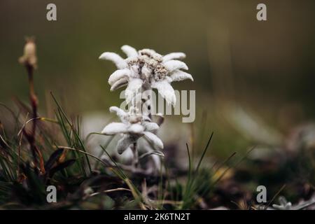 Alici (Leontopodium nivale), alici sul trenchling, Lagoess-Sankt Katharein, Stiria, Austria Foto Stock