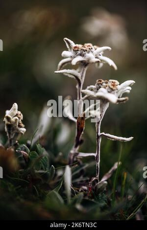 Alici (Leontopodium nivale), alici sul trenchling, Lagoess-Sankt Katharein, Stiria, Austria Foto Stock