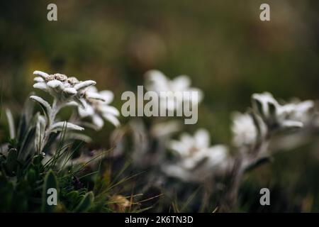 Alici (Leontopodium nivale), alici sul trenchling, Lagoess-Sankt Katharein, Stiria, Austria Foto Stock