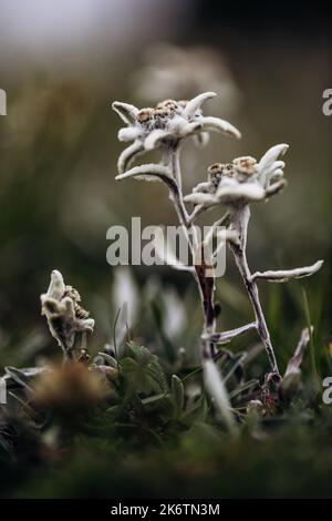 Alici (Leontopodium nivale), alici sul trenchling, Lagoess-Sankt Katharein, Stiria, Austria Foto Stock