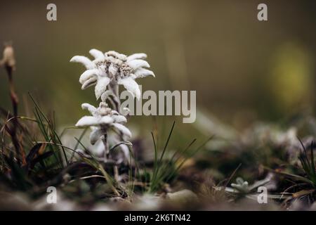 Alici (Leontopodium nivale), alici sul trenchling, Lagoess-Sankt Katharein, Stiria, Austria Foto Stock