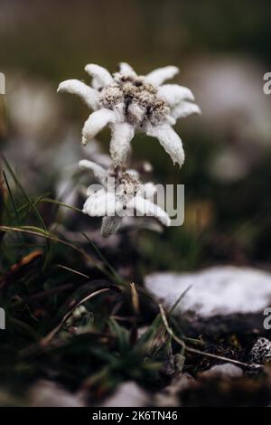 Alici (Leontopodium nivale), alici sul trenchling, Lagoess-Sankt Katharein, Stiria, Austria Foto Stock