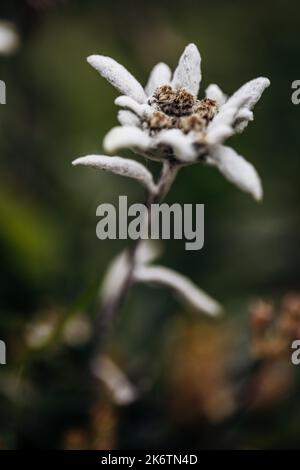 Alici (Leontopodium nivale), alici sul trenchling, Lagoess-Sankt Katharein, Stiria, Austria Foto Stock