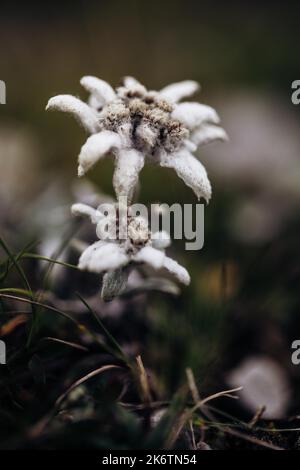 Alici (Leontopodium nivale), alici sul trenchling, Lagoess-Sankt Katharein, Stiria, Austria Foto Stock