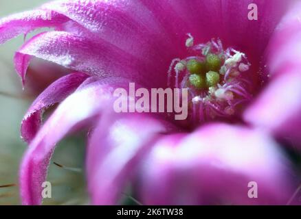 Fiore di Cactus rosa in miniatura preso ad un Conservatorio del deserto nel New Mexico Foto Stock