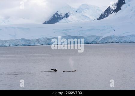 baccello di balena con un soffio e un altro che mostra i picchi di coda davanti al litorale coperto di ghiaccio e neve. baia di dallmann. penisola antartica. antar Foto Stock