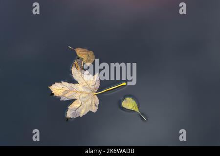 foglie autunnali galleggianti su un lago Foto Stock