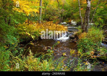 Tobyhanna Creek, è un flusso di trote di alta qualità,. E' lungo 29,9 miglia affluente dei fiumi Lehigh e Delaware nelle Montagne Pocono dell'Est Foto Stock