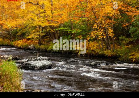 Tobyhanna Creek, è un flusso di trote di alta qualità,. E' lungo 29,9 miglia affluente dei fiumi Lehigh e Delaware nelle Montagne Pocono dell'Est Foto Stock