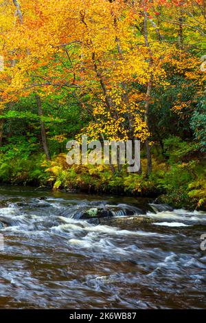 Tobyhanna Creek, è un flusso di trote di alta qualità,. E' lungo 29,9 miglia affluente dei fiumi Lehigh e Delaware nelle Montagne Pocono dell'Est Foto Stock