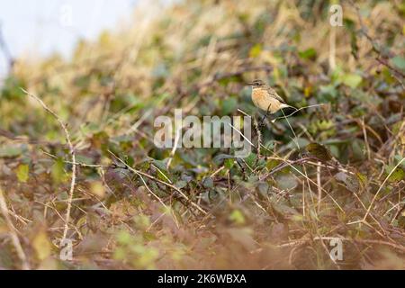 Stonechat femmina [ Saxicola rubicola ] arroccato tra arbusti di mora Foto Stock