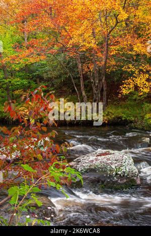 Tobyhanna Creek, è un flusso di trote di alta qualità,. E' lungo 29,9 miglia affluente dei fiumi Lehigh e Delaware nelle Montagne Pocono dell'Est Foto Stock