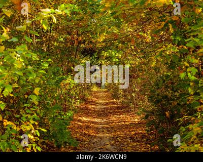 Sentiero pedonale con foglie cadute tra i cespugli su entrambi i lati Foto Stock