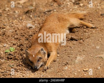 Mongoose gialla - Cynictis penicillata - riposarsi a terra Foto Stock