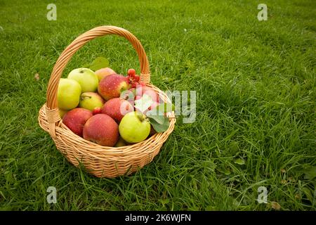 Mele fresche si trovano in un cestino e stare in piedi sul grass.Postcard con posto per il testo Foto Stock