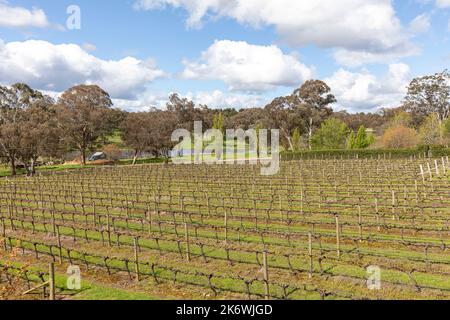 Vigneto in Orange NSW a Mortimers Wines, New South Wales, Australia Foto Stock