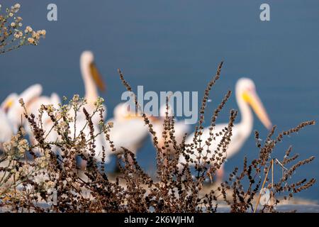 Silhouette sfocate di pellicani attraverso erba secca. Migrazione Pelican. Israele Foto Stock