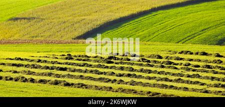 Prato e campo di mais faldati a Mostviertel, bassa Austria, Austria Foto Stock