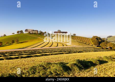 Prato e campo di mais faldati a Mostviertel, bassa Austria, Austria Foto Stock