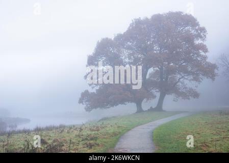 L'epica immagine del paesaggio autunnale del fiume Brathay nel Lake District si affaccia verso Langdale Pikes, con la nebbia sul fiume e i vibranti boschi Foto Stock
