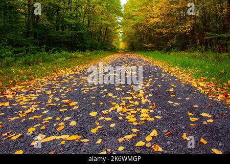 Una strada rurale che attraversa una foresta autunnale nelle Pocono Mountains della Pennsylvania Foto Stock