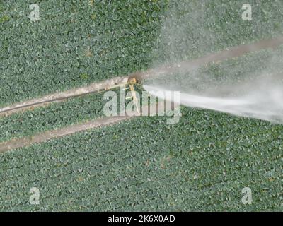 Agricoltura irrigazione dei campi colture impianto sprinkler acqua vista aerea aerea dei campi agricoli siccità tecnologia agricoltura. Cibo crescente Foto Stock