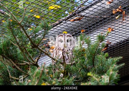 Il gufo da sciabola (Strix aluco) siede su un abete in una voliera Foto Stock