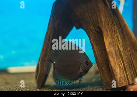 Vista del cichlid di pesce di pelle di serpente blu che nuotano nell'acquario. Svezia. Foto Stock