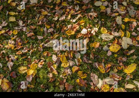 Foglie dorate, orange e gialle sul giardino lettone in autunno Foto Stock