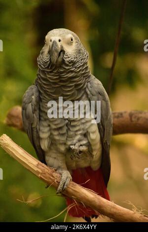 Guarda da vicino un pappagallo grigio africano in natura. Foto Stock