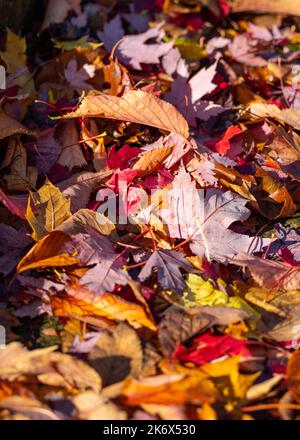 Bei primi segni della mattina autunnale con foglie dai colori luminosi e sole. Foto Stock