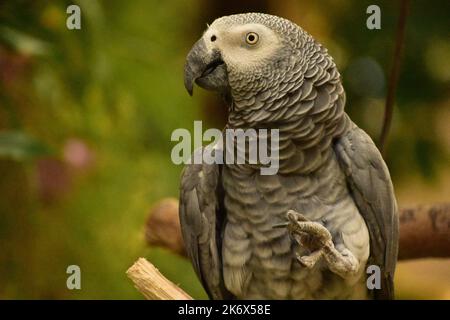 Fantastico primo piano di un pappagallo grigio con il piede sollevato e la testa girata. Foto Stock