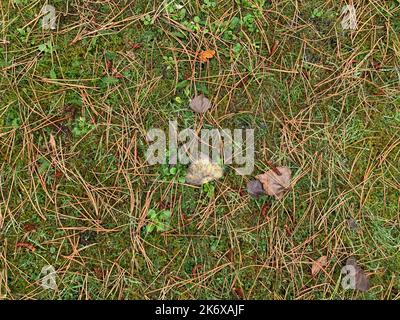 Primo piano degli aghi di pino caduti e delle foglie autunnali sull'erba verde in autunno. Foto Stock