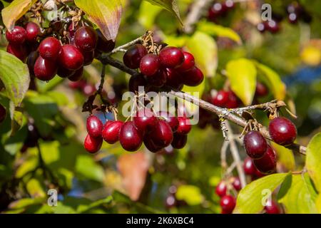 Primo piano di ciliegia di mais rossa e matura, chiamata anche mas di Cornus Foto Stock