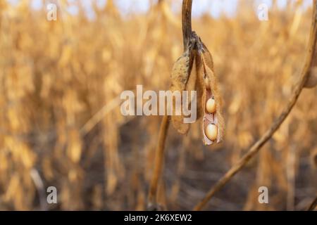 dettaglio di primo piano di pianta di soia in campo agricolo Foto Stock