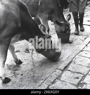 1960s, storico, all'esterno in un cortile, due mucche che si nutrono, teste in secchi metallici, con il giovane stivali wellington in piedi vicino, Buckinghamshire, Inghilterra, Regno Unito. Basato a Wendover, l'istituzione educativa conosciuta come la scuola dell'agriturismo, è stato stabilito da Quaker, Isobel Fry intorno a 1900 ed ha avuti allievi da 8 a 18 anni. Tutti gli alunni dovevano alzarsi presto ogni giorno perché dovevano prendere cura degli animali e svolgere i compiti generali di fattoria prima della colazione. Si svolgerebbero poi le lezioni tradizionali della scuola. Fry credeva che altri insegnamenti arrivavano attraverso le attività di lavoro nella fattoria. Foto Stock