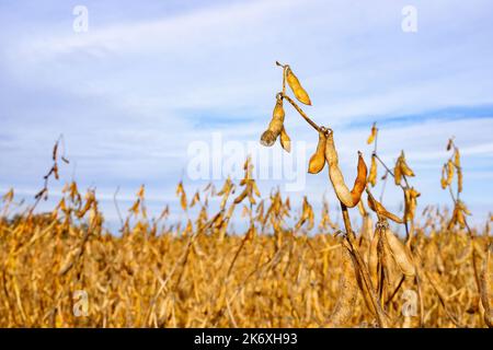 baccelli di soia sul campo agricolo e cielo come sfondo Foto Stock