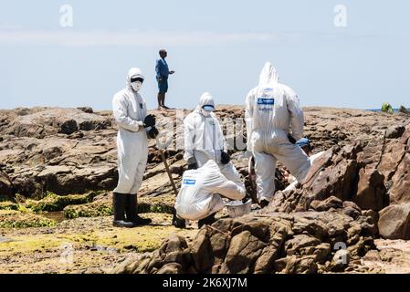 Salvador, Bahia, Brasile - 26 ottobre 2019: I detergenti estraggono l'olio dalla spiaggia di Pedra do SAL nella città di Salvador. Il sito è stato interessato da un o Foto Stock