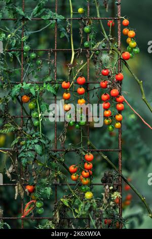 Pomodori ciliegini che crescono in giardino. Foto Stock