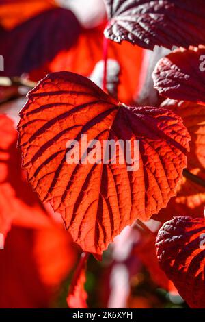 La caduta rossa lascia il primo piano Foto Stock