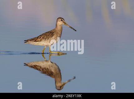 Dowitcher a basso costo (Lignodromus griseus) che guade in palude marea, Galveston, Texas, USA. Foto Stock