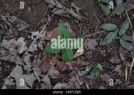 Vista ad angolo alto di una piccola pianta di teak (Tectona Grandis) cresce in un'area selvaggia nella zona umida dello Sri Lanka Foto Stock