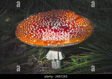 Amanita muscaria, comunemente noto come il fly agaric o fly amanita, è un basidiomicete del genere Amanita. Foto Stock