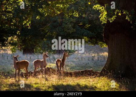 Branco di cervi in un parco di cervi nella campagna inglese all'inizio dell'autunno Foto Stock