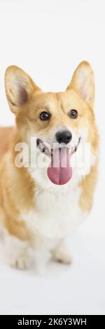 Cane corgi con capelli rossi su sfondo bianco Foto Stock