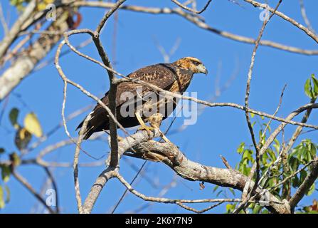 Grande falco nero (Buteogallus urubitinga urubitinga) immaturo arroccato sul ramo Rio Azul, Brasile. Luglio Foto Stock