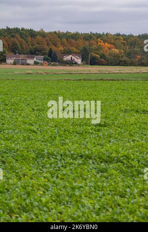 Una casa e un habitat ai margini di un terreno agricolo e di una foresta in una chiara giornata autunnale. Foto Stock