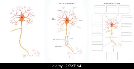 Illustrazione colorata dell'anatomia di Neuron (Nerve Cell). Immagini etichettate e non etichettate per l'apprendimento della struttura neuronale. Illustrazione Vettoriale
