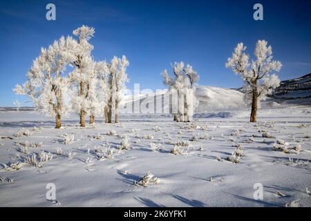 WY05132-00....Wyoming - alberi ghiacciati nella valle di Lamar del Parco Nazionale di Yellowstone. Foto Stock