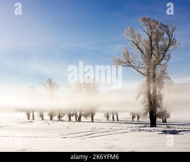 WY05133-00....Wyoming - alberi ghiacciati nella valle di Lamar del Parco Nazionale di Yellowstone. Foto Stock